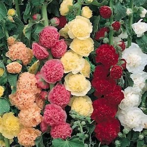 OSC Chaters Double Mixed Hollyhock Seeds - Packet