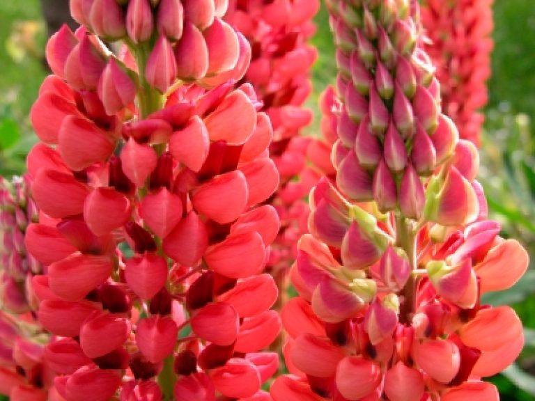 OSC Russell’s Hybrids Red Lupins Seeds - Packet