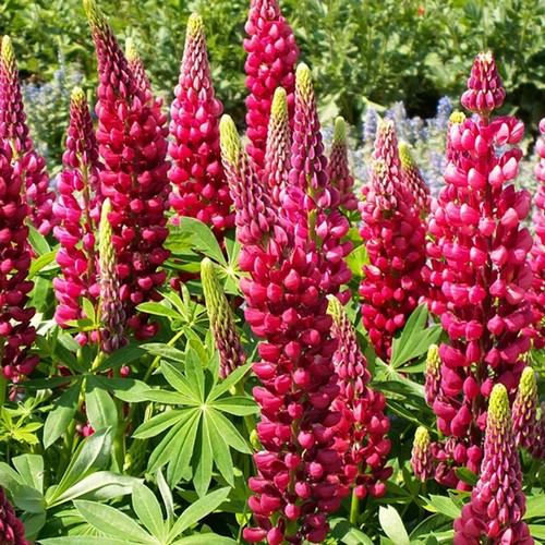 OSC Russell’s Hybrids Red Lupins Seeds - Packet