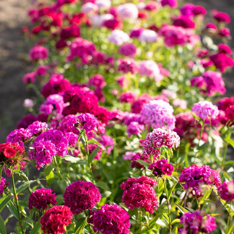 OSC Super Duplex Mixed Sweet William Seeds - Packet