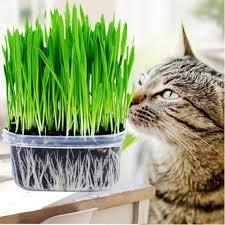 OSC Catgrass Seeds (Digestive Aid for Cats) - Packet
