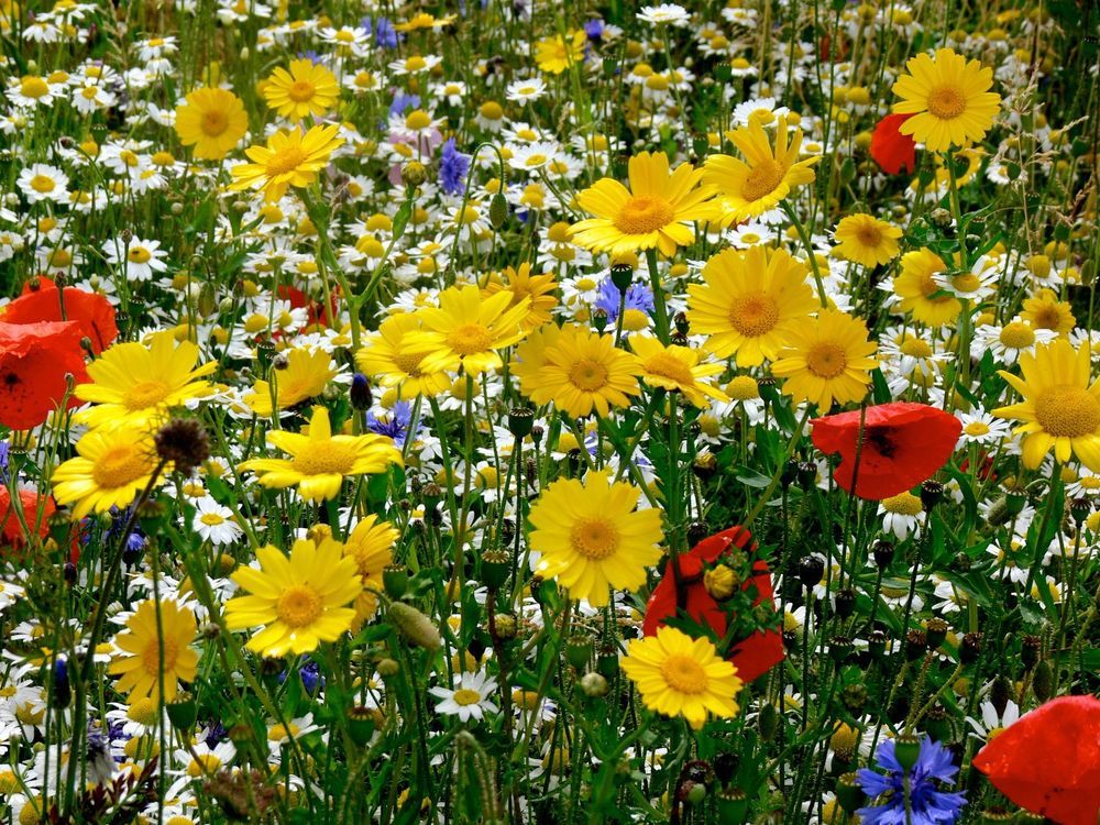 OSC Bee Pollinator Meadow Seed Mixture - Packet