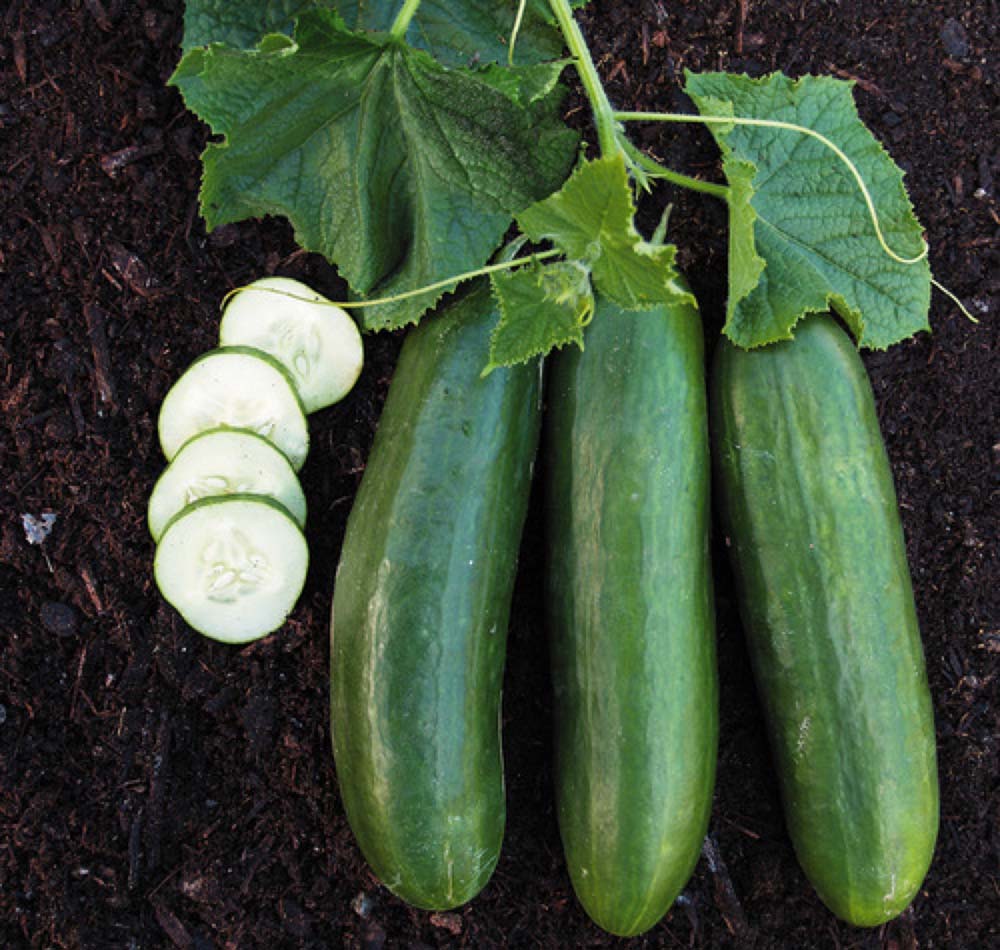 OSC Mercury Hybrid Cucumber Seeds - Packet