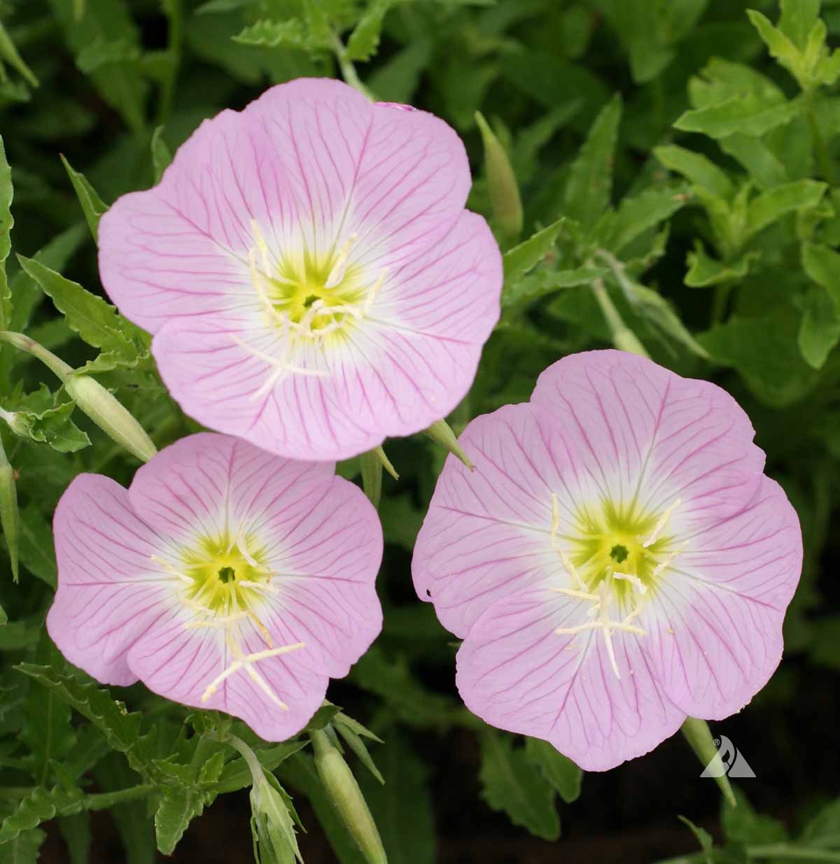 OSC Showy Evening Primrose Seeds - Packet