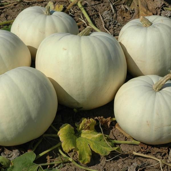 William Dam Blanco Hybrid Pumpkin Seeds - Packet