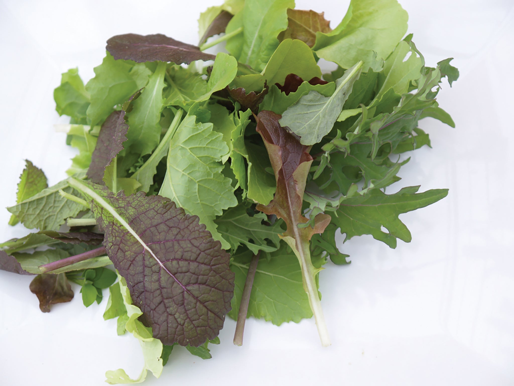 William Dam Bon Vivant Lettuce Mix - Packet