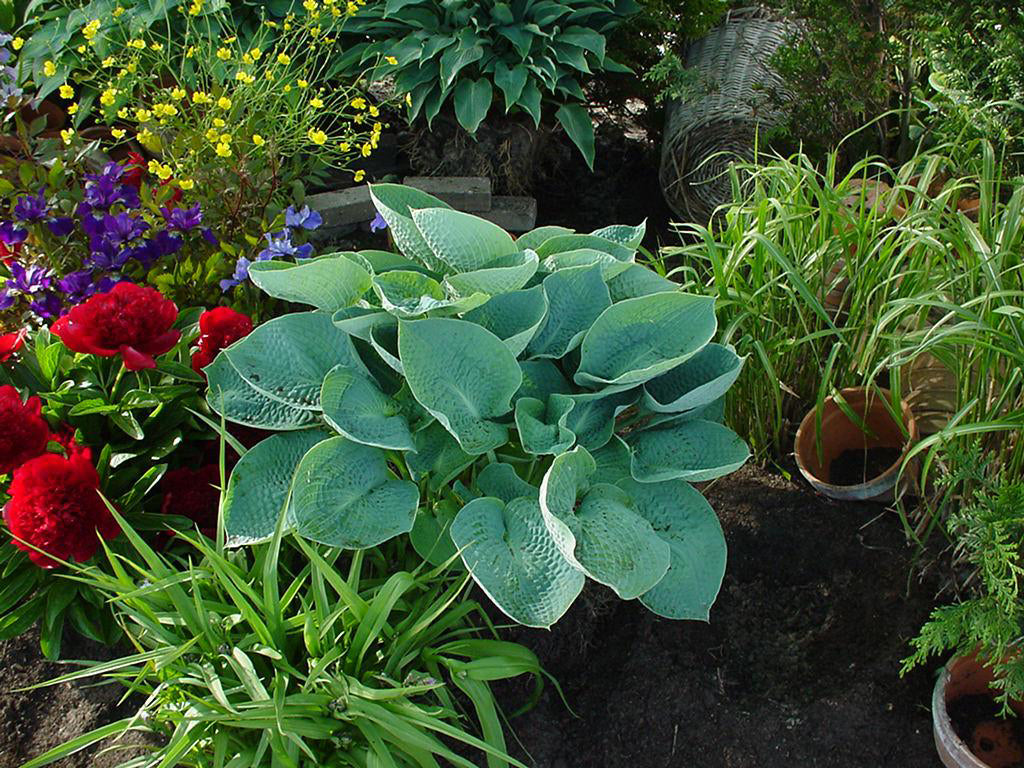 'Big Daddy' Hosta - 1 Gallon Potted Perennial