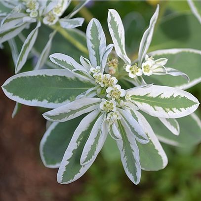 OSC Summer Icicle Euphorbia Seeds - Packet