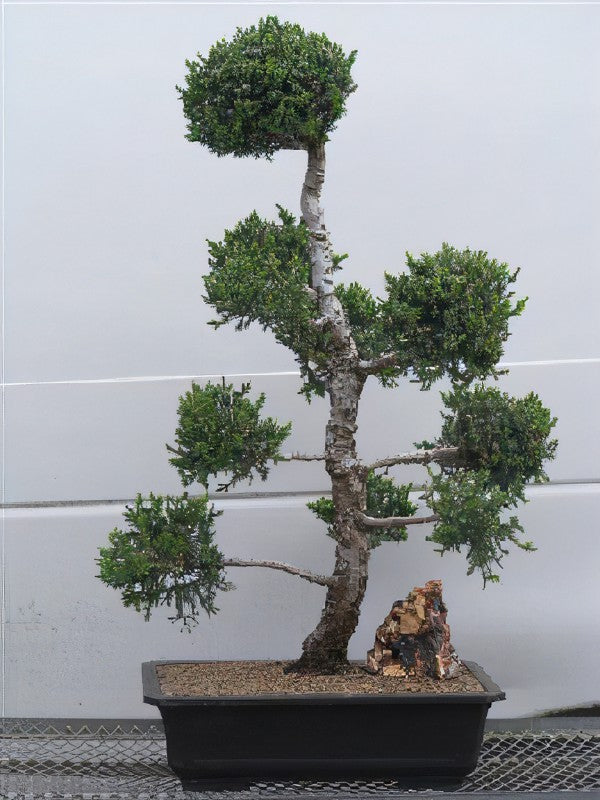 San Jose Juniper (pom pom) (Juniperus chinensis 'San Jose (pom pom)' - 100cm tall