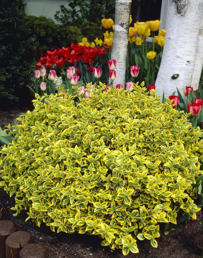 Euonymus fortunei 'Emerald 'n' Gold' (Wintercreeper) - 1 Gallon Potted Shrub