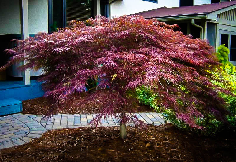 Inaba Shidare Cutleaf Japanese Maple (Acer palmatum 'Inaba Shidare') - 7 Gallon Potted Trees