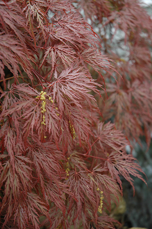 Inaba Shidare Cutleaf Japanese Maple (Acer palmatum 'Inaba Shidare') - 7 Gallon Potted Trees