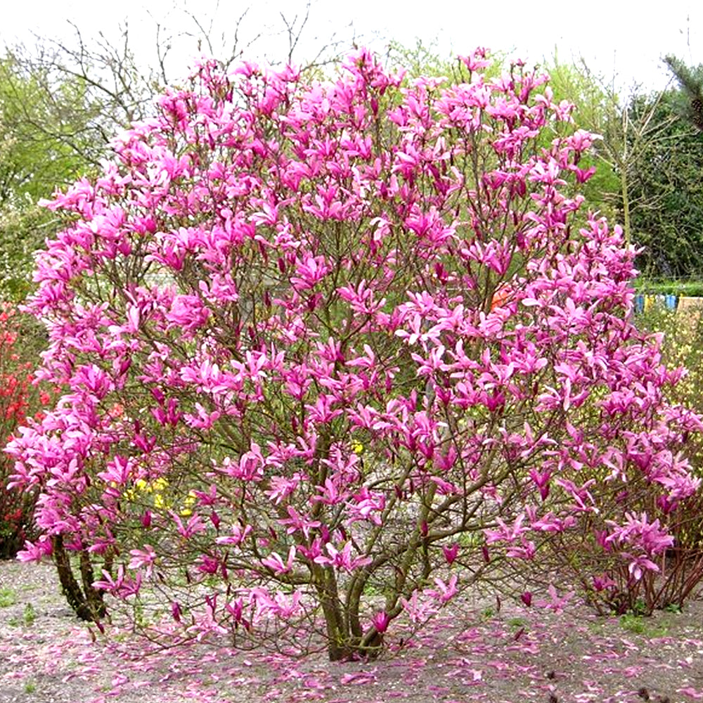 Susan Magnolia (Magnolia 'Susan') - 5 Gallon Potted Tree