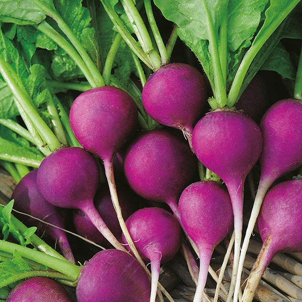 OSC Purple Plum Radish Seeds - Packet