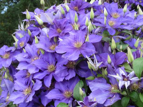 Clematis 'Ascotiensis'- 1 Gallon Potted Vine