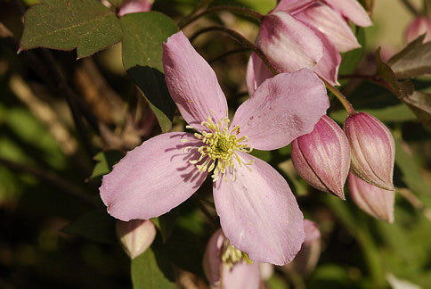 Clematis 'Fragrant Spring' Montana - 1 Gallon Potted Vine