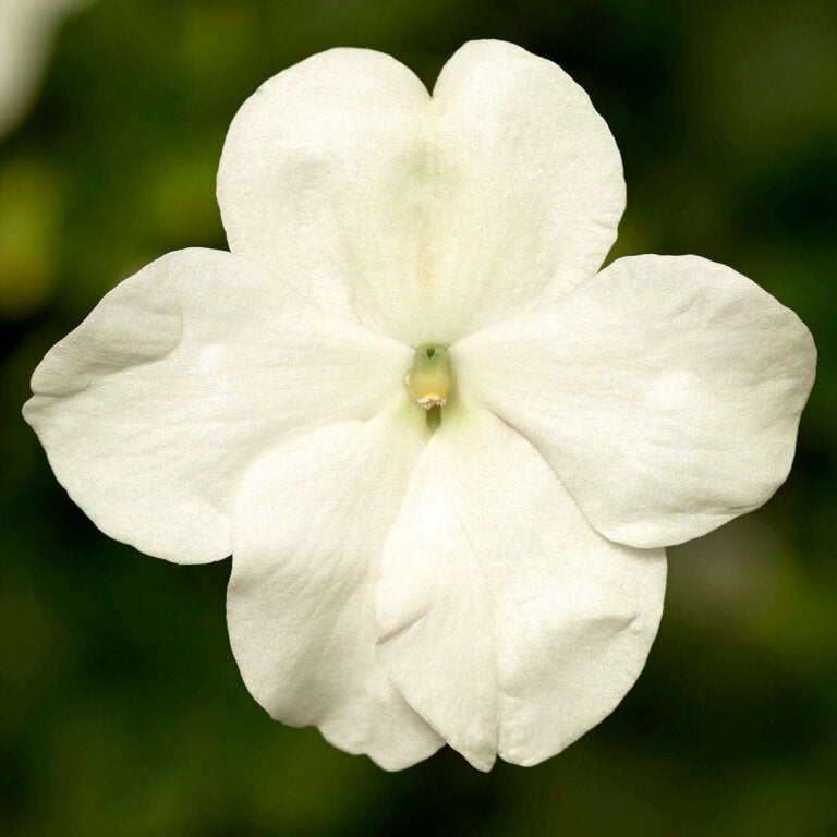 OSC White Imara Hybrid Impatiens - Packet