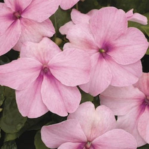 OCS Pink Imara Hybrid Impatiens - Packet