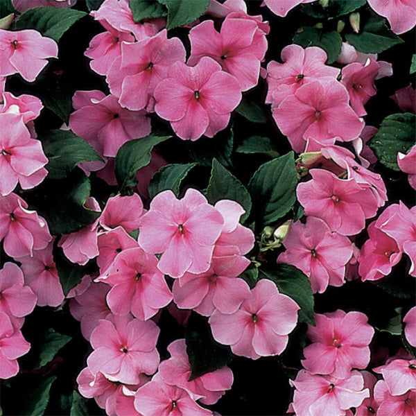 OCS Pink Imara Hybrid Impatiens - Packet