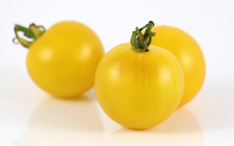 OSC Golden Queen or Jubilee Tomato Seeds -Packet