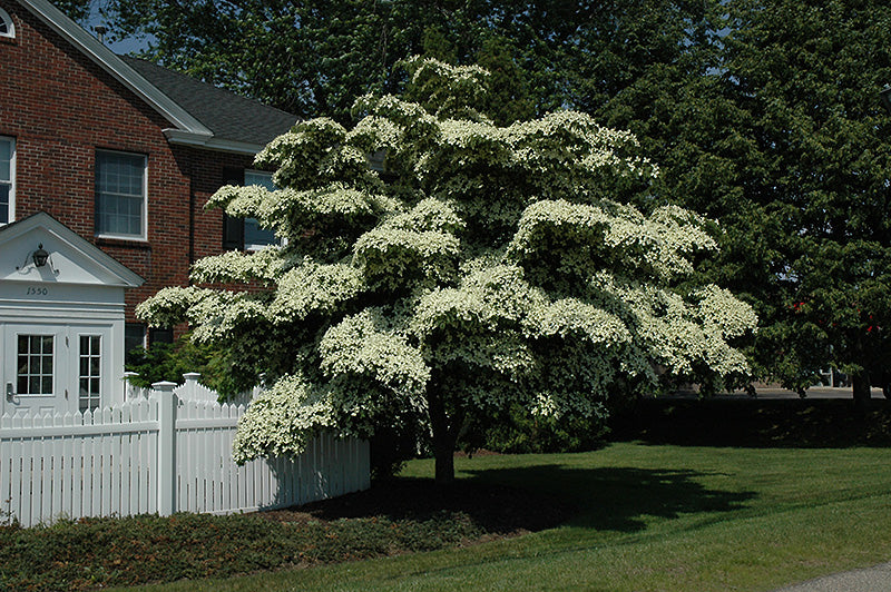 Chinese Dogwood (Cornus kousa) - 10 Gallon Potted Tree