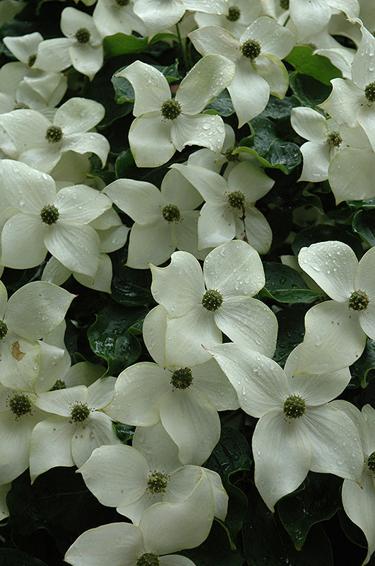 Chinese Dogwood (Cornus kousa) - 10 Gallon Potted Tree