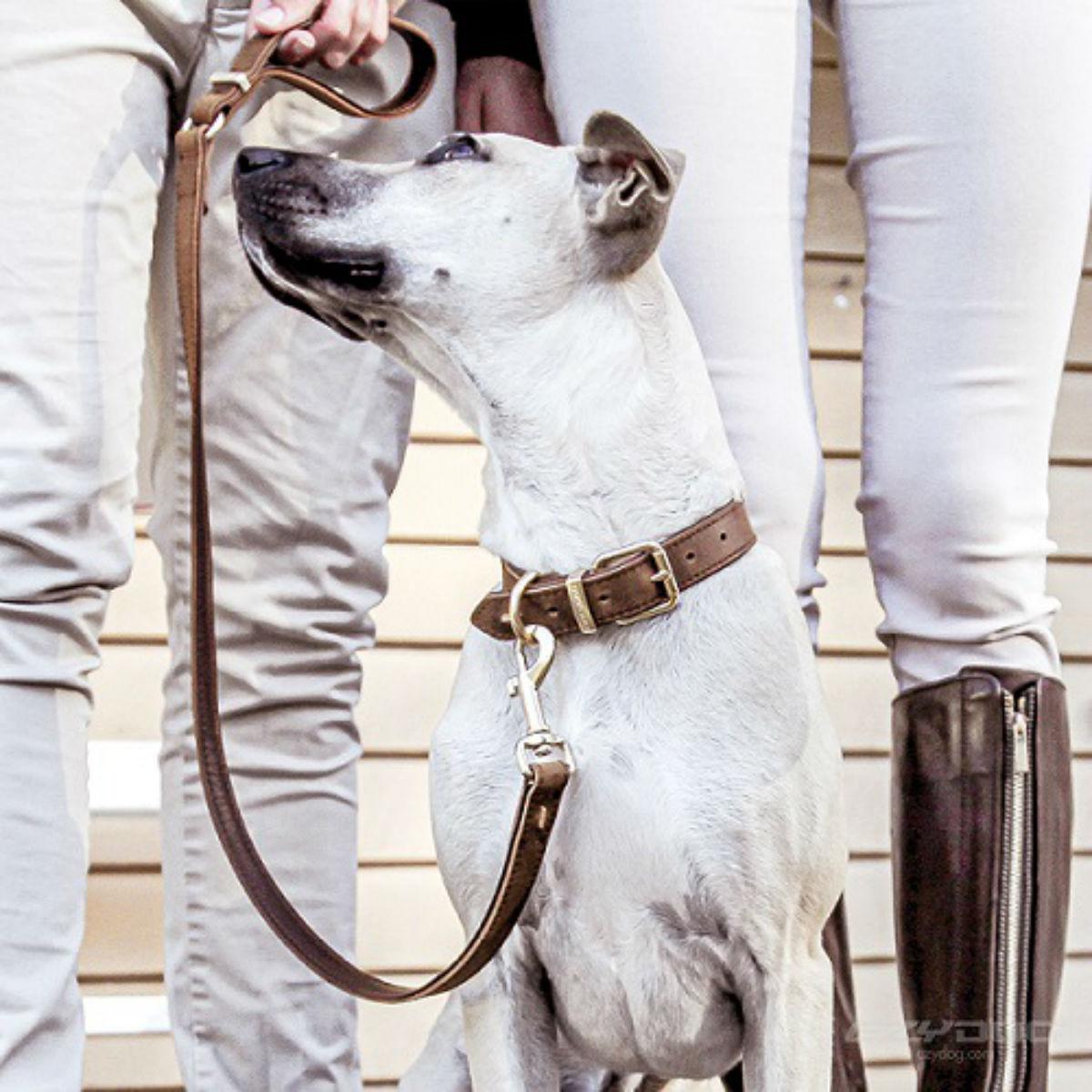 EzyDog Oxford Leather Dog Leash - Brown