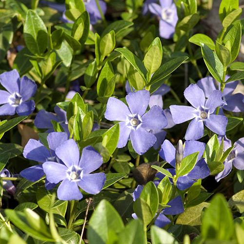 Vinca minor (Lesser Periwinkle)  - 9cm