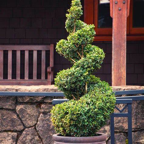 Green Mountain Boxwood (spiral form) (Buxus 'Green Mountain (spiral)' - 3 Gallon Potted Shrub