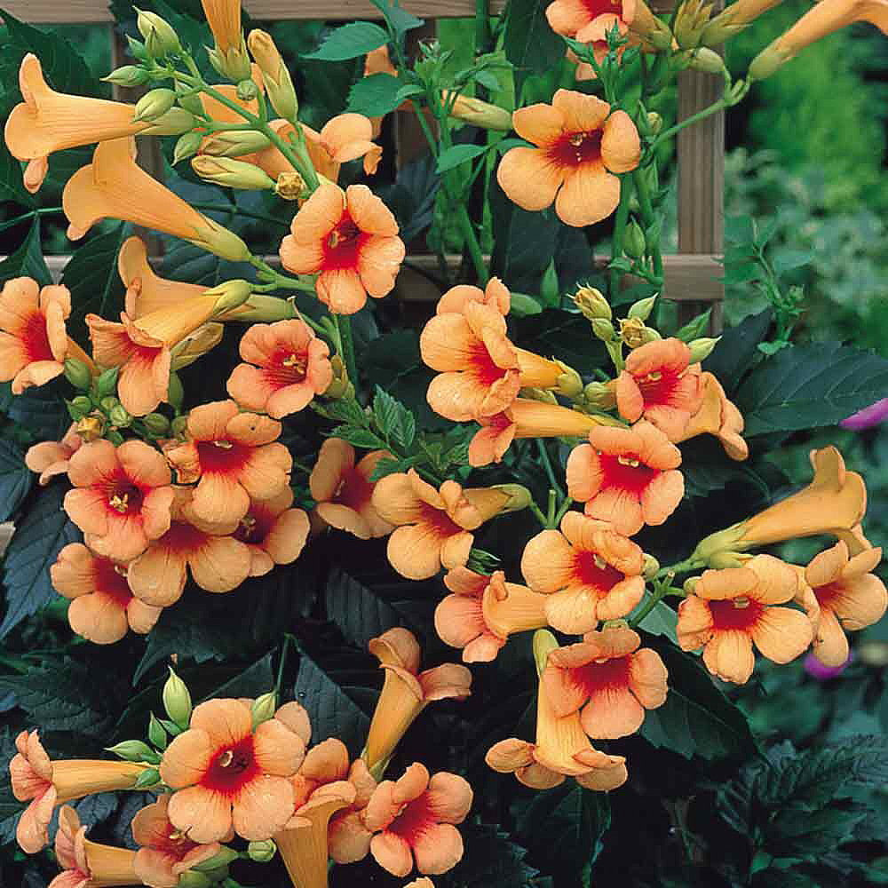 Indian Summer Trumpetvine (Campsis x tagliabuana 'Indian Summer') - 10 Gallon Potted Tree