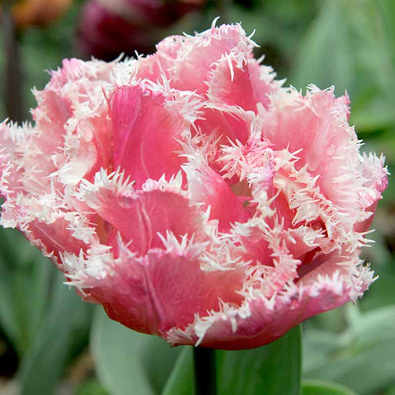 Florissa Tulipa 'Queensland' (Fringed Tulip) - 6 Bulbs/Pkg