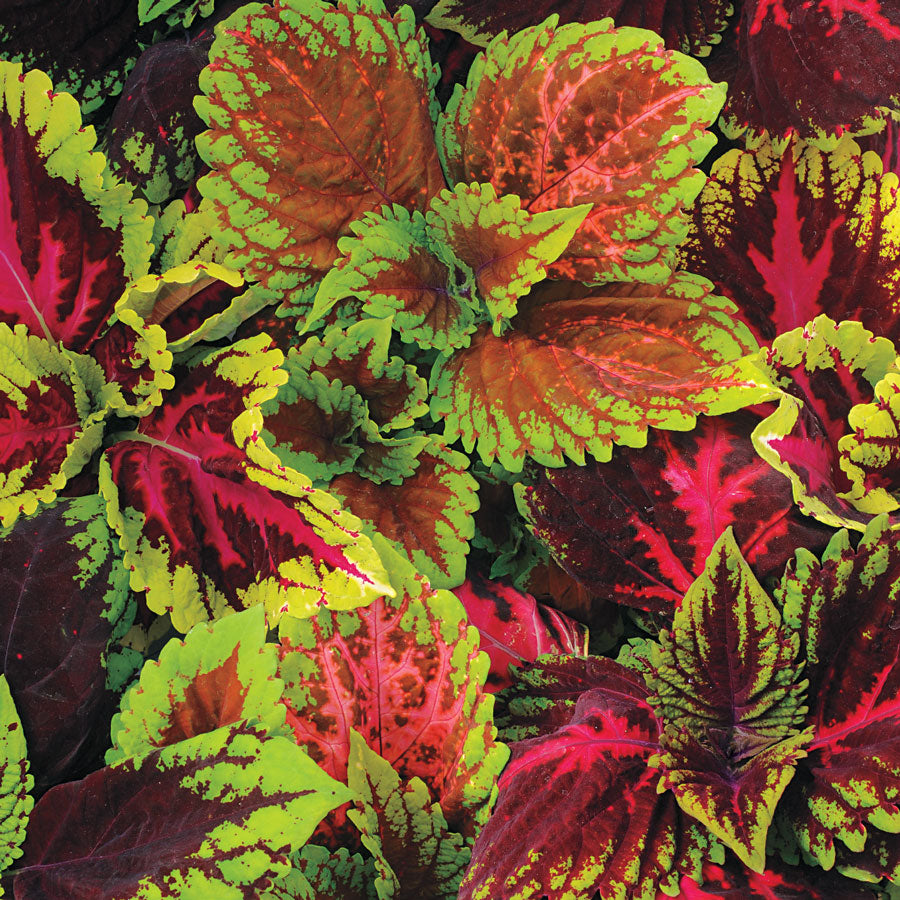 William Dam Coleus, Kong Empire Mix - Packet of 25 Seeds