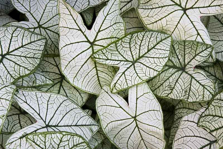 Florissa 'Candidum' Caladium (Angel Wings) - 1 Bulb/Pkg