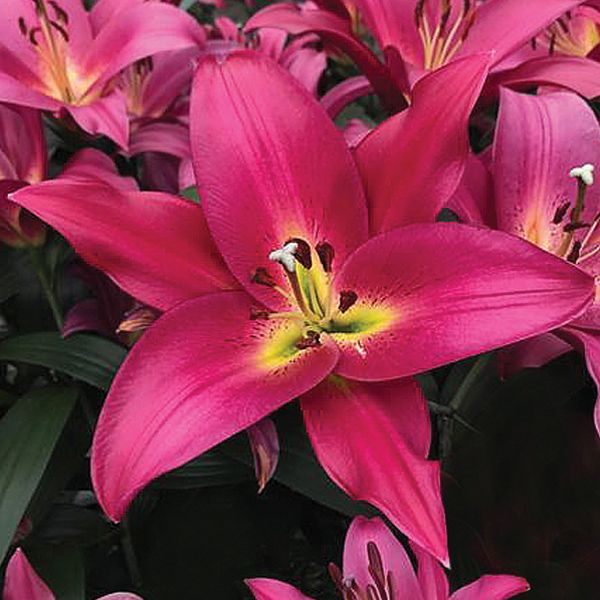 Florissa 'Touchstone' Oriental Trumpet Lily - 1 Bulb/Pkg