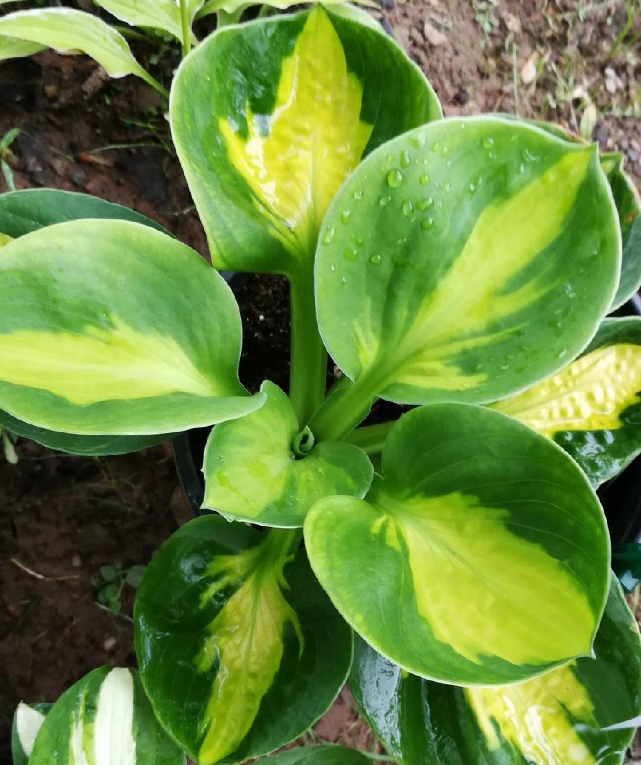 Hosta ‘Sunset Grooves’ - 1 Gallon Potted Perennial