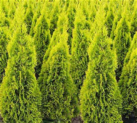 Thuja occidentalis 'Jantar Cedar' - 40cm