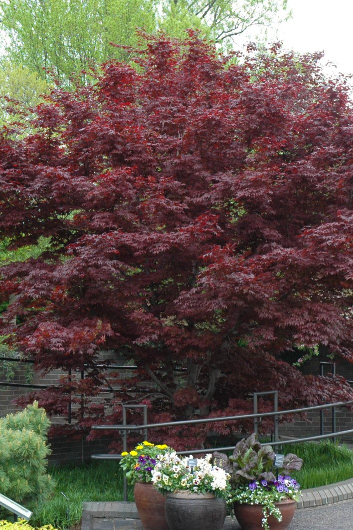 Acer palmatum 'Bloodgood' (Japanese Maple) - 175cm