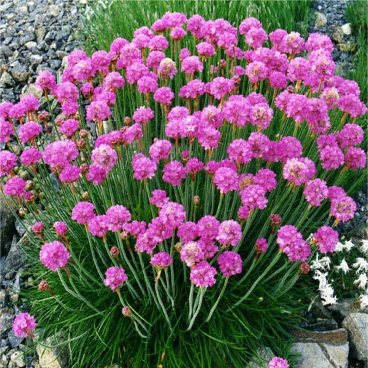 Armeria maritima 'Splendens' (Sea Thrift)  - 1 Gallon Potted Perennial