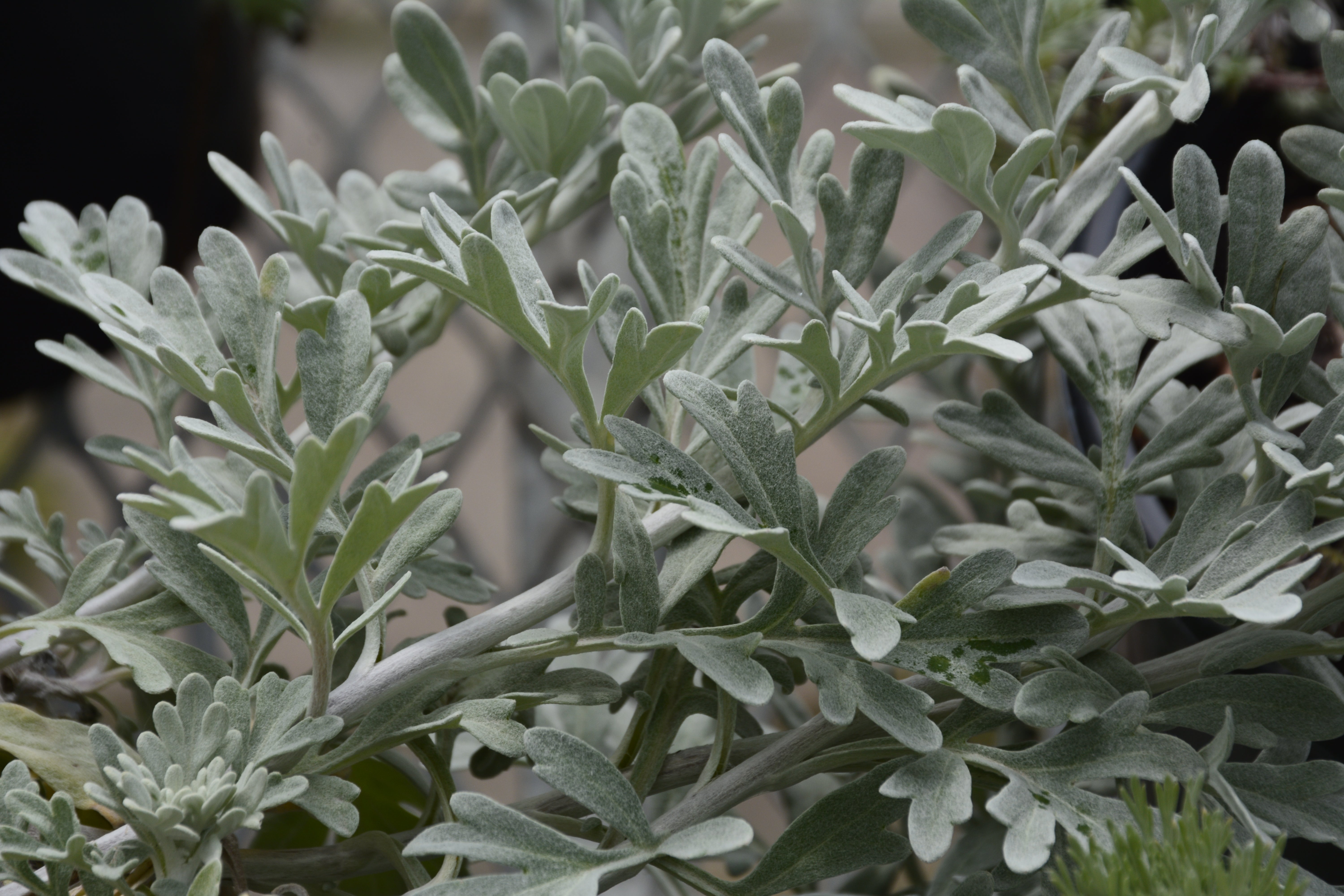 Silver Brocade Artemisia - 1 Gallon Potted Perennial