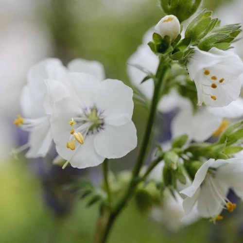 Jacob's ladder 'Polemonium caeruleum' - 1 Gallon Potted Perennial