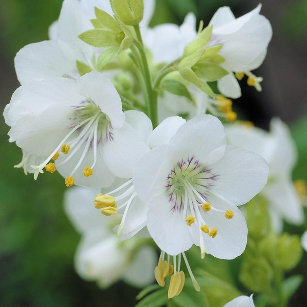 Jacob's ladder 'Polemonium caeruleum' - 1 Gallon Potted Perennial