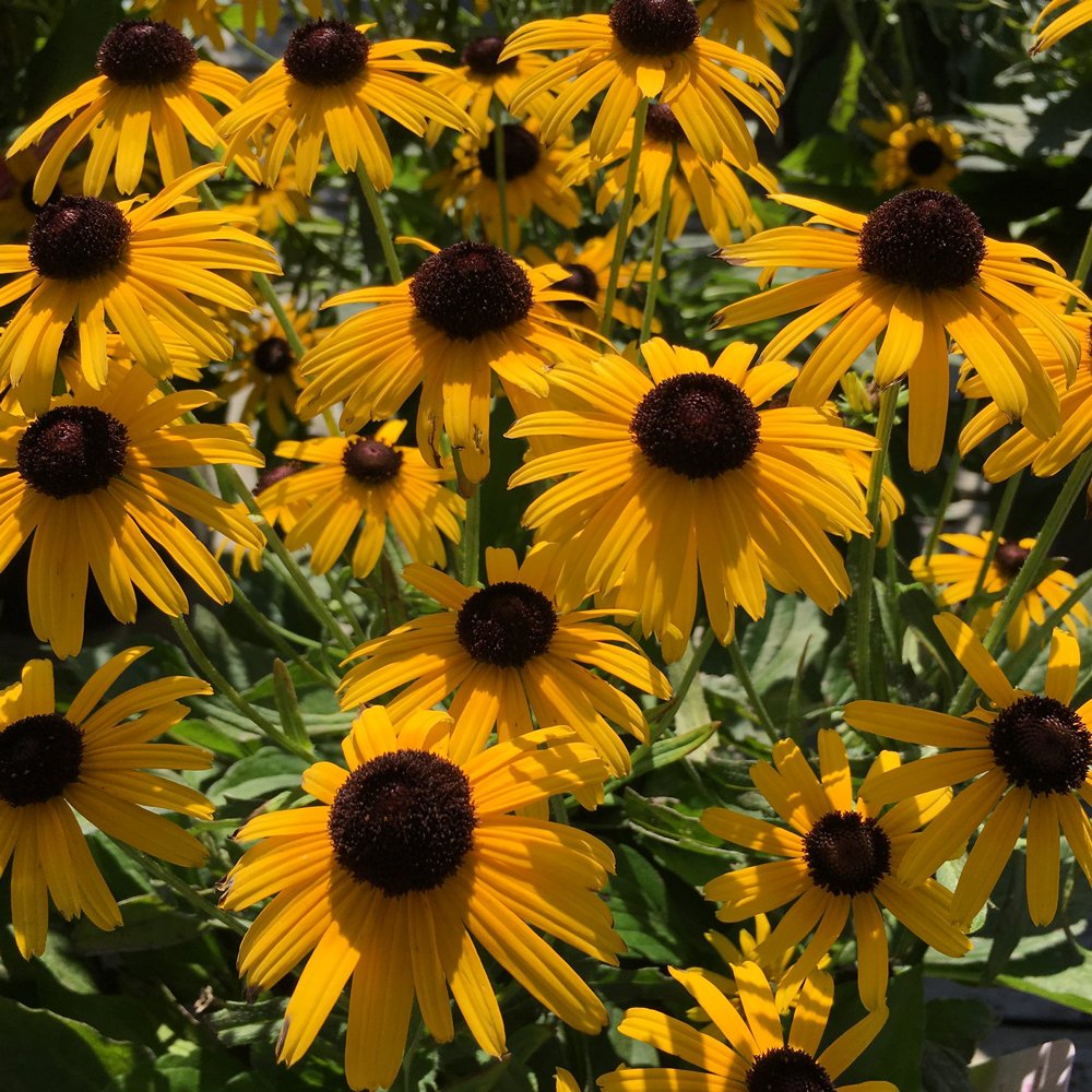 Rudbeckia fulgida 'Viette's Little Suzy' (Black-Eyed Susan) - 1 Gallon Potted Perennial