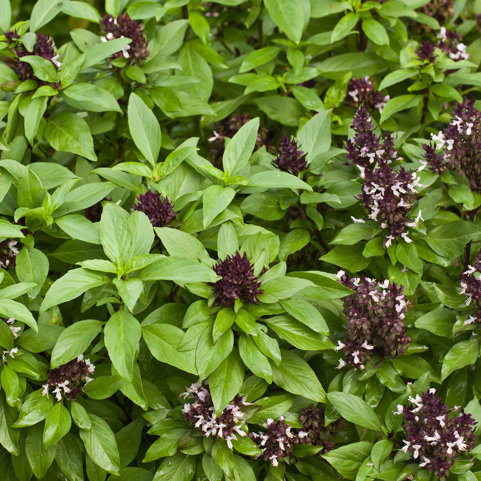 Herb Basil Siam Queen Seeds - Packet