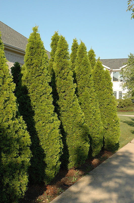 Emerald Cedar (Thuja occidentalis 'Smaragd') - 140cm