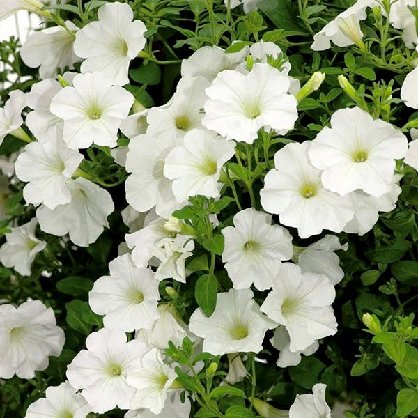 OSC White Grandiflora Hybrid Petunia Seeds - Packet