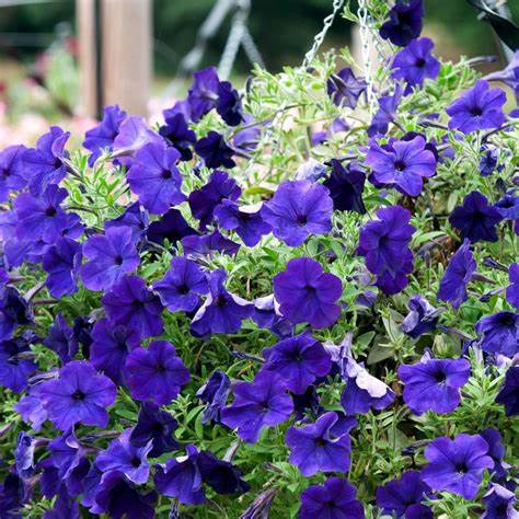 OSC Blue Grandiflora Hybrid Petunia Seeds - Packet