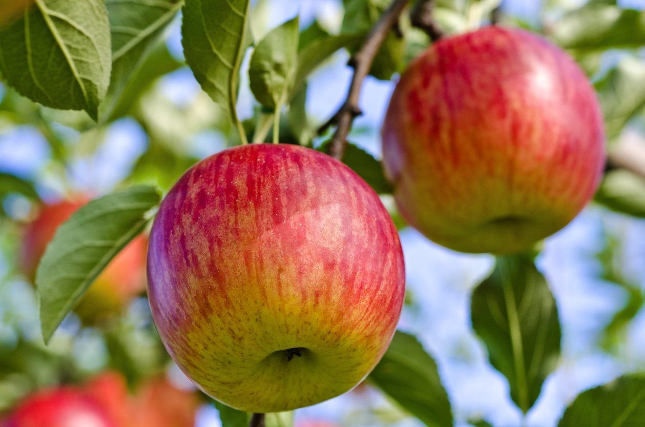Fuji Apple Tree - 175cm
