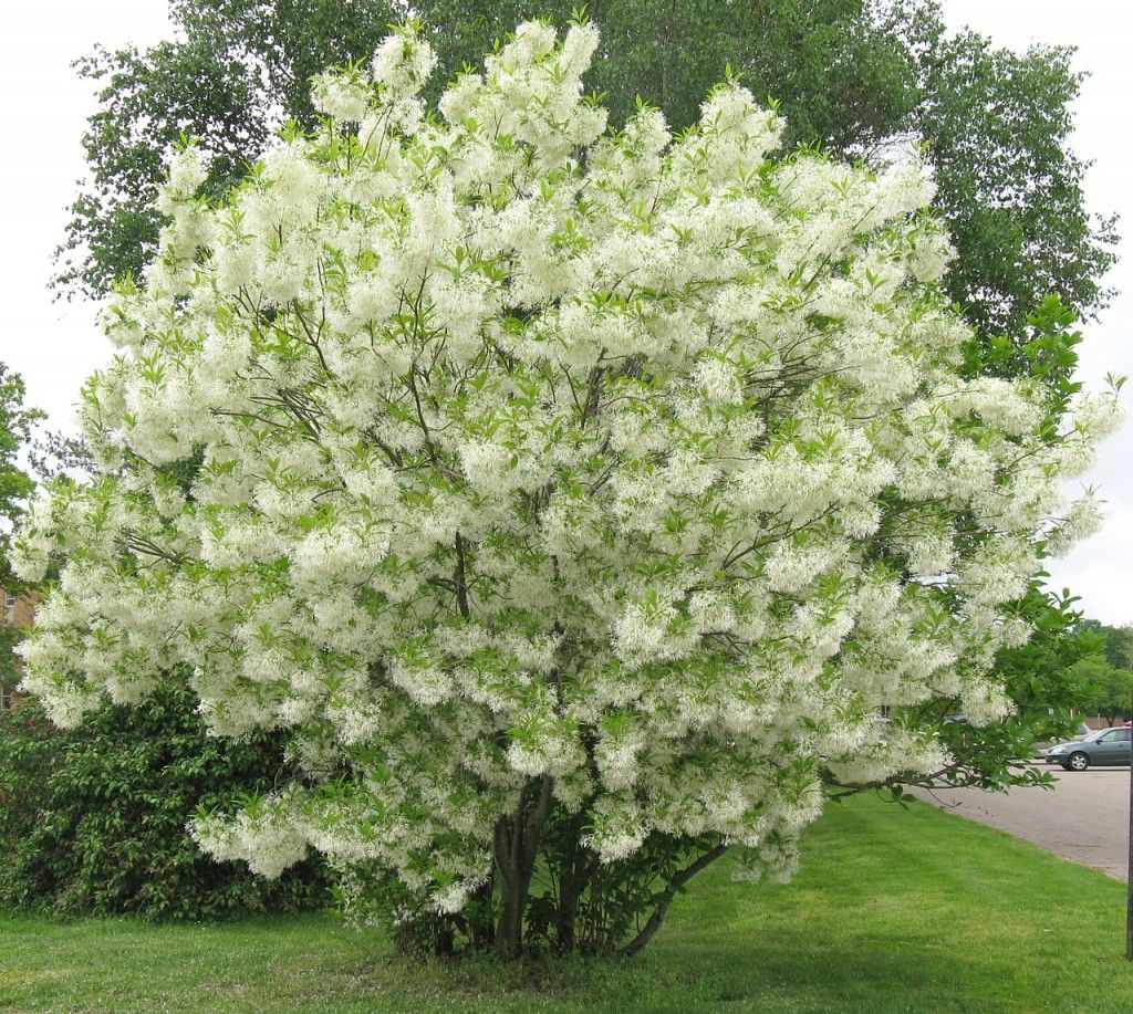 Chionanthus virginicus (Fringe Tree) - 125cm