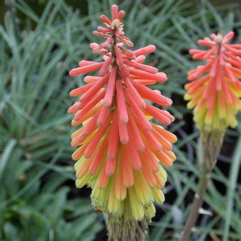 Fire Dance Red Hot Poker - 30cm