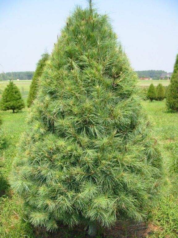 White Pine (Pinus strobus) - 40cm